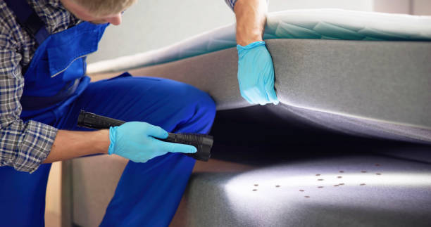 Wasp Removal Services in Carlisle, PA
