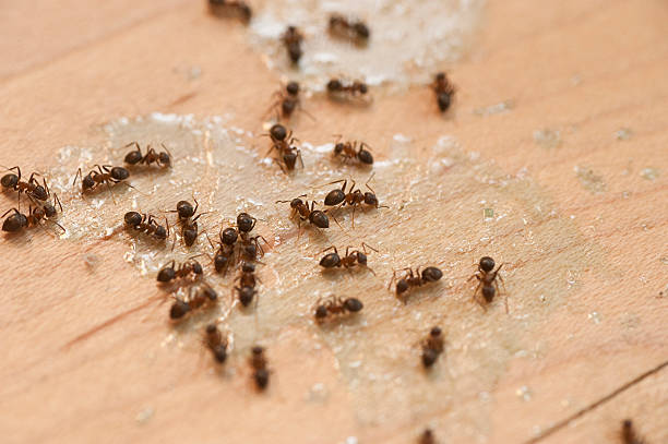 Best Affordable Pest Control Services  in Carlisle, PA