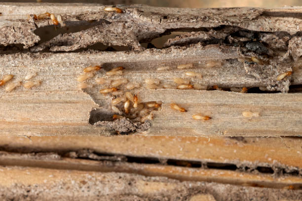 Best Termite Control Services  in Carlisle, PA